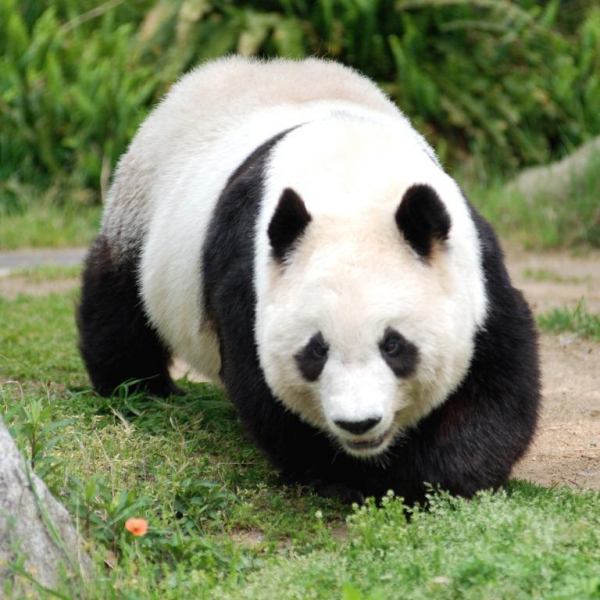 神戸市立王子動物園