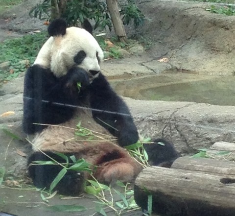 上野動物園