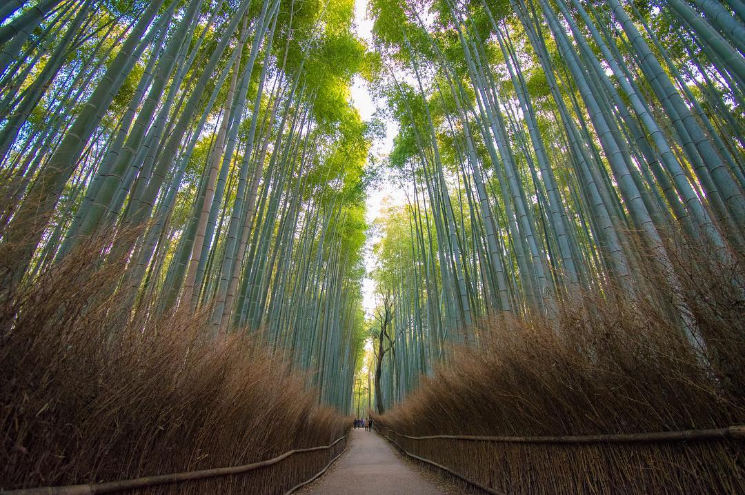 竹林の道