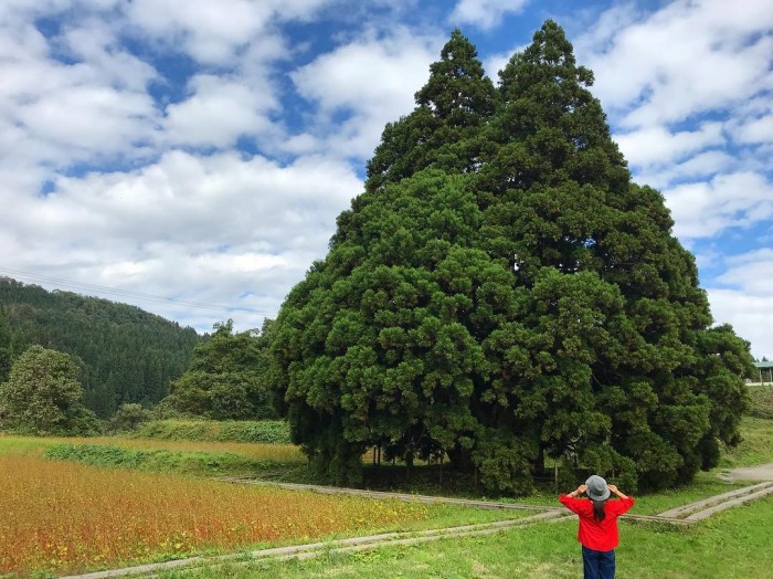 【山形県】小杉の大杉