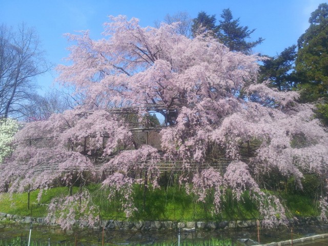 京都府立植物園