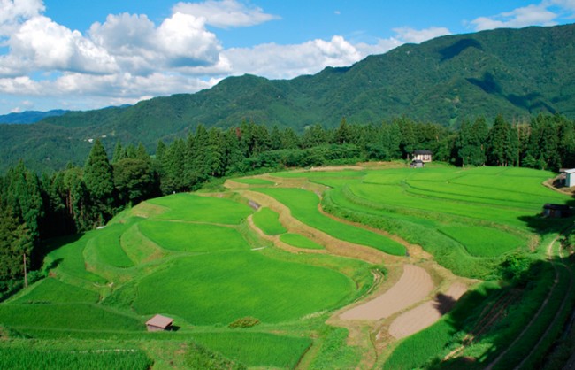 うへ山の棚田