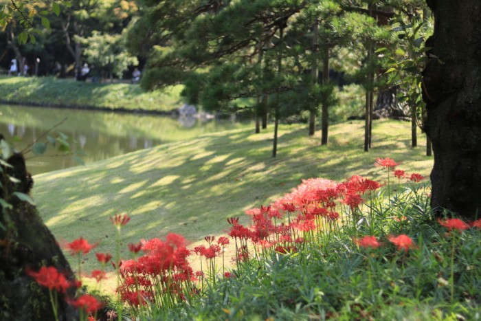 小石川後楽園の彼岸花